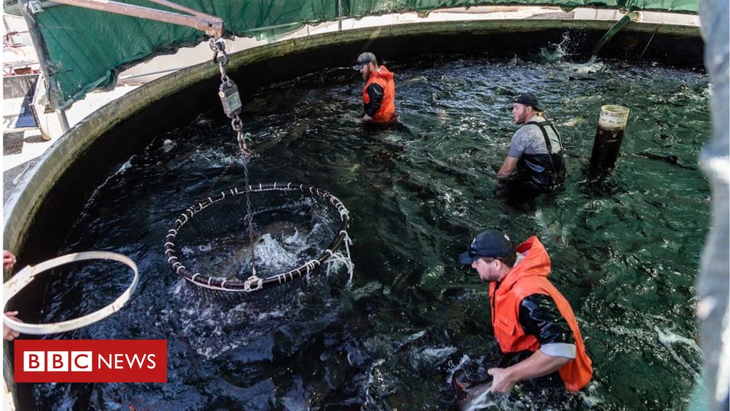 Could synthetic fish be a better catch of the day?