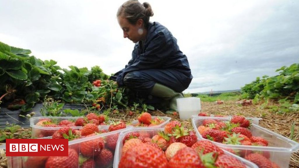 Coronavirus: Thousands apply for fruit and veg grower jobs