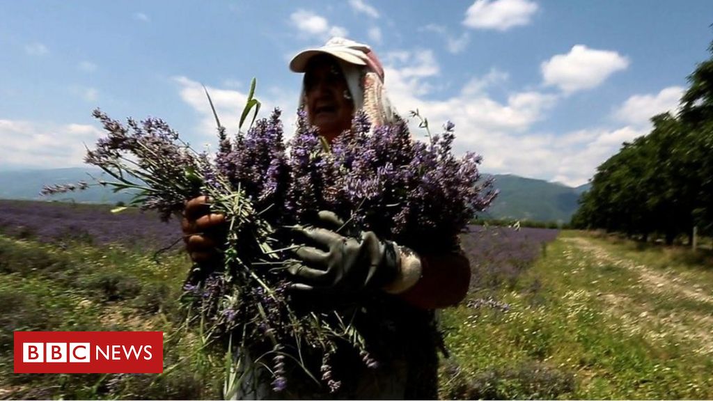 The sweet smell of success: How Bulgaria took the lead in lavender