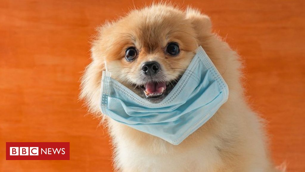 Pets at Home says pets have been 'a lifesaver' during lockdown